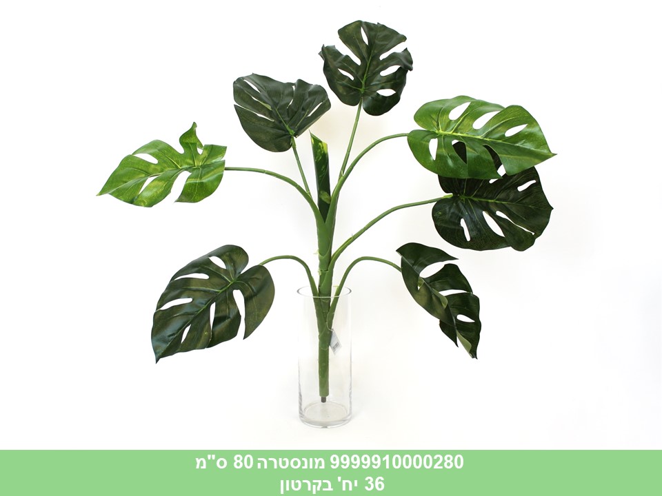 מונסטרה 80 ס"מ