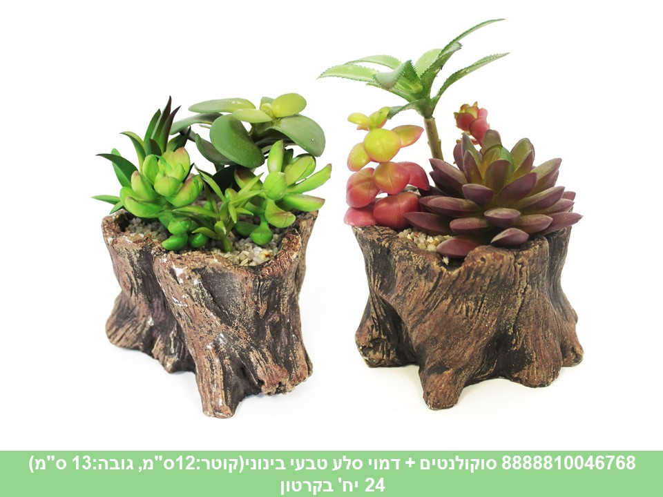 סוקולנטים + דמוי סלע טבעי בינוני