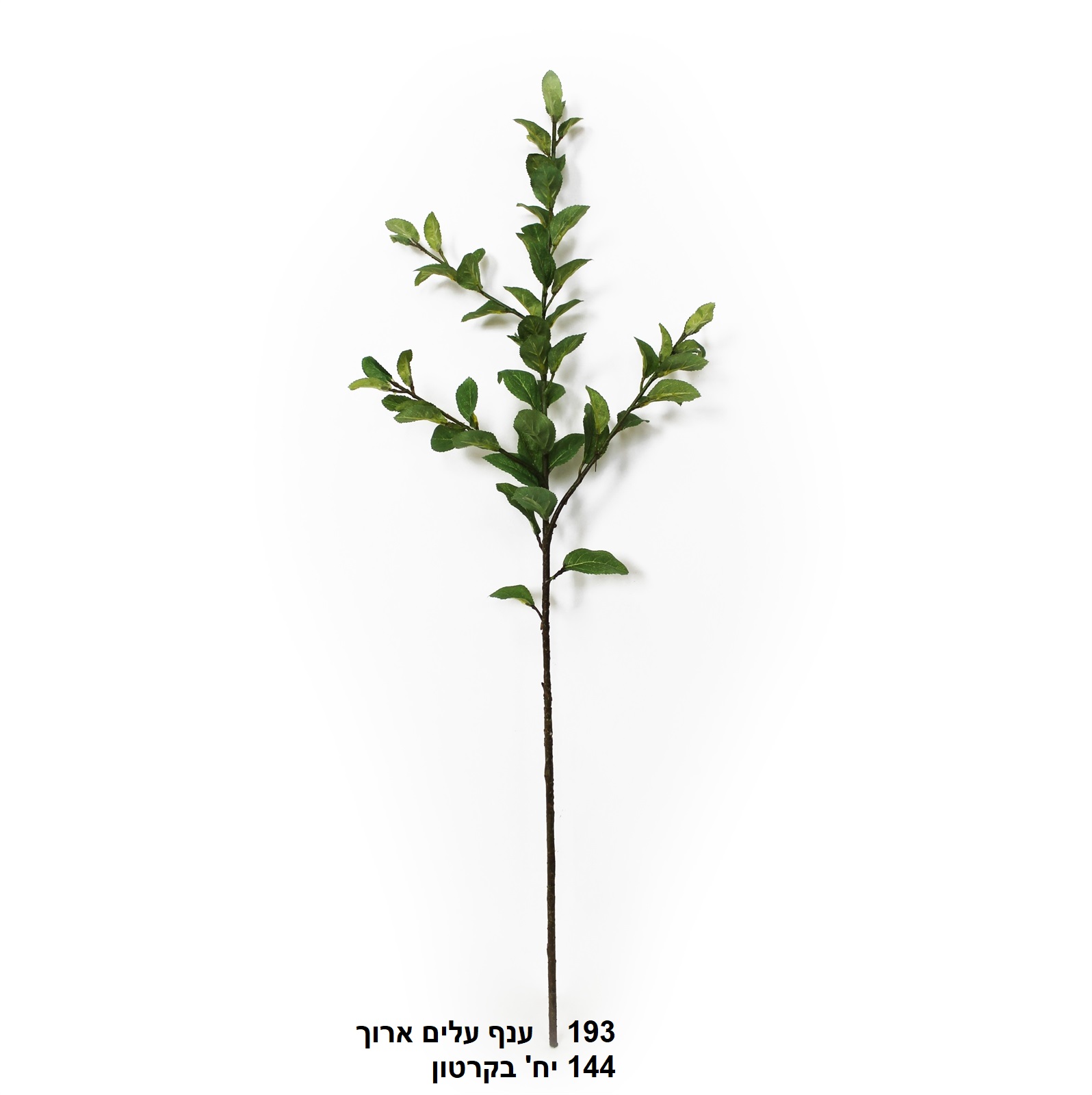 ענף עלים ארוך