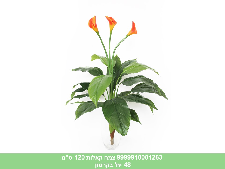 צמח קאלות 120 ס"מ