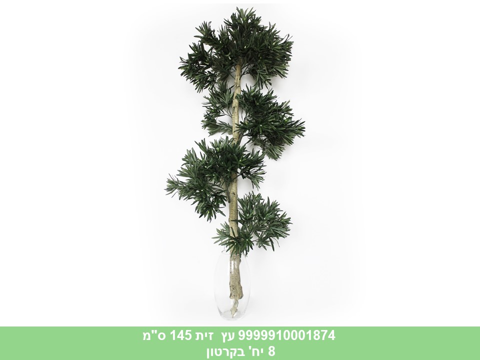 עץ זית 145 ס"מ