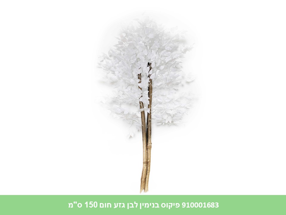 עץ פיקוס בנימין לבן גזע חום 150 ס"מ