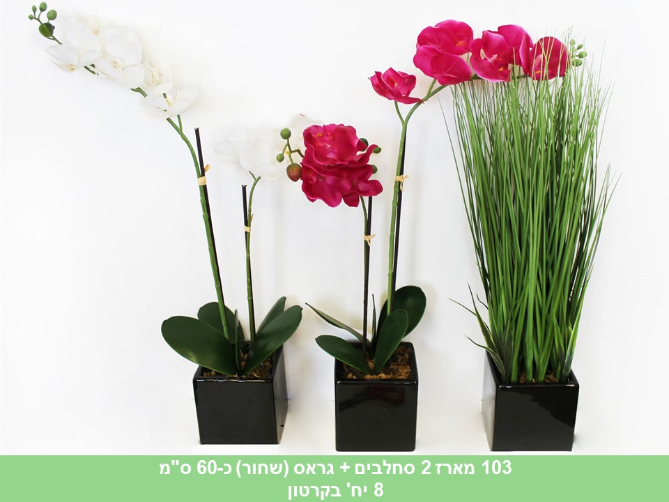 מארז 2 סחלבים + גראס (שחור) כ 60 ס"מ (ללא ברקוד)