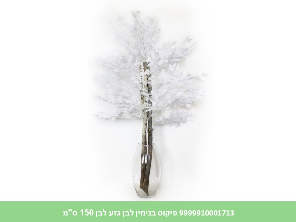 עץ פיקוס בנימין לבן גזע לבן 150 ס"מ