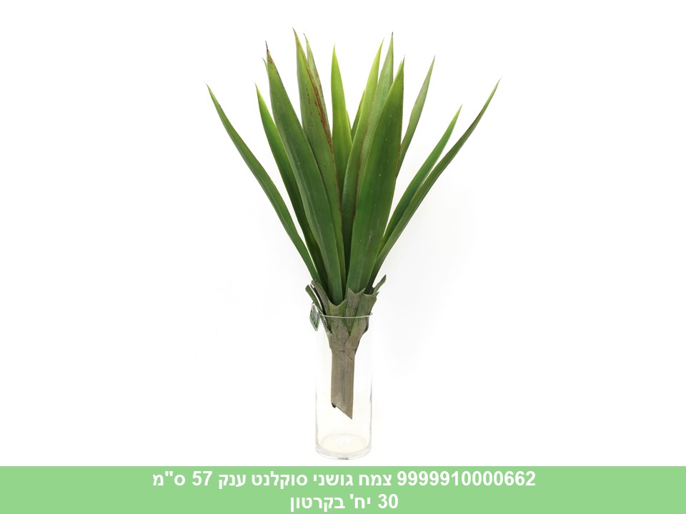 צמח גושני סוקלנט ענק 57 ס"מ