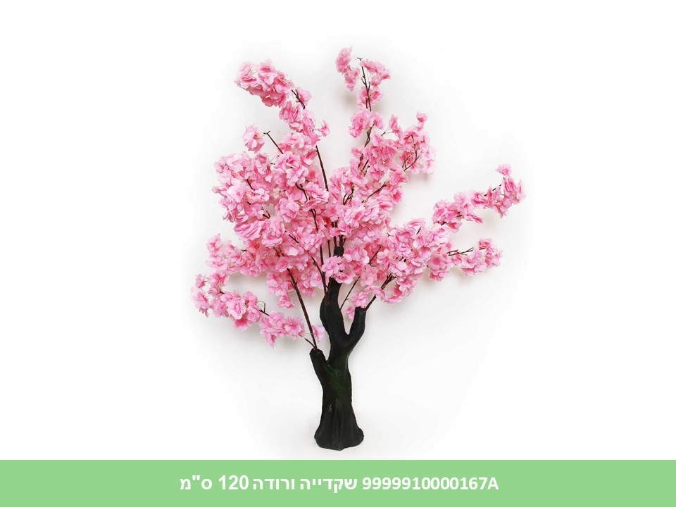 עץ שקדייה ורודה 120 ס"מ