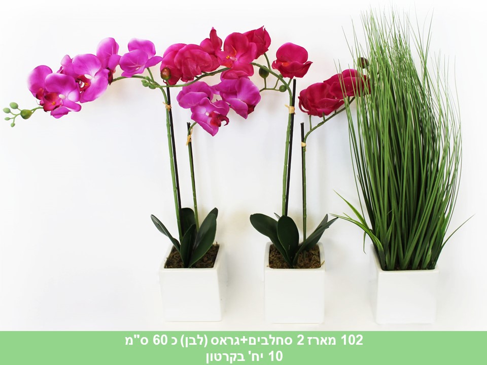 מארז 2 סחלבים + גראס כ 60 ס"מ (לבן)