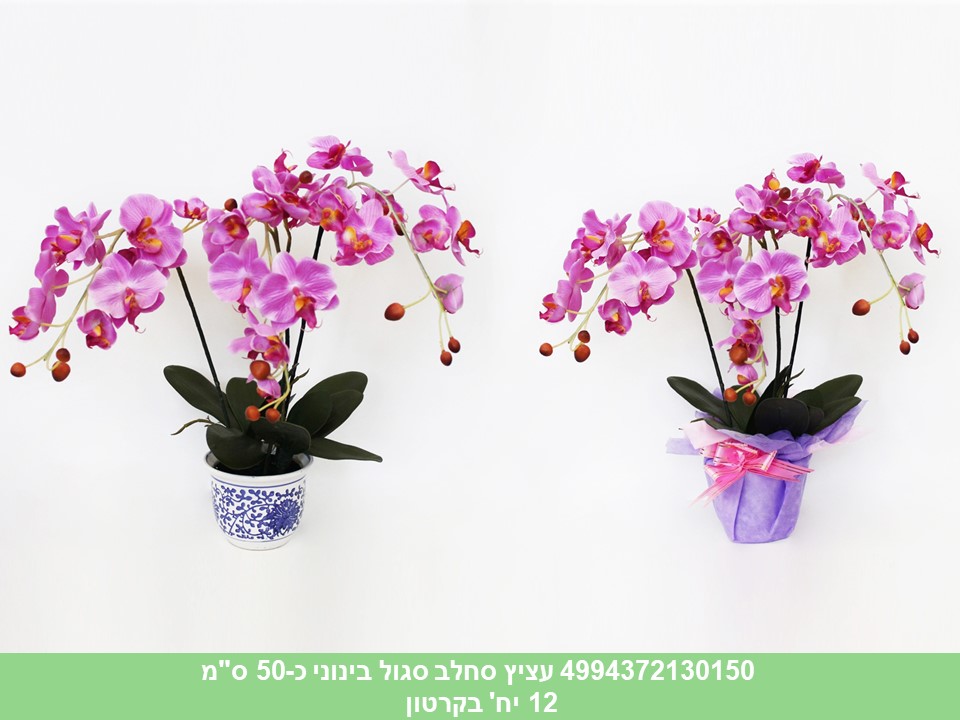 עציץ סחלב בינוני סגול כ 50 ס"מ