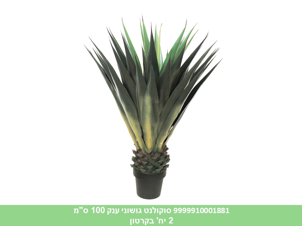 סוקולנט גושוני ענק 100 ס"מ