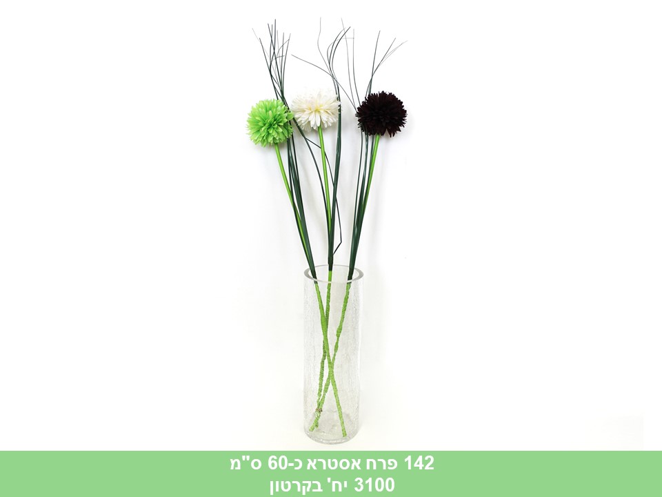 פרח אסטרא כ - 60 ס"מ (3100)