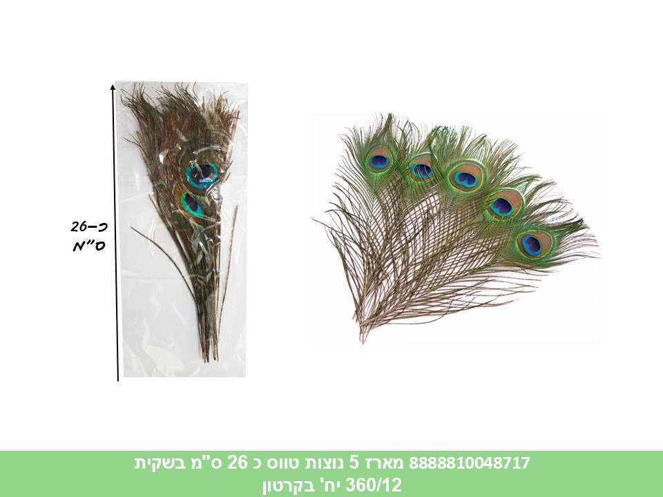 מארז 5 נוצות טווס כ 26 ס"מ בשקית (360/12)