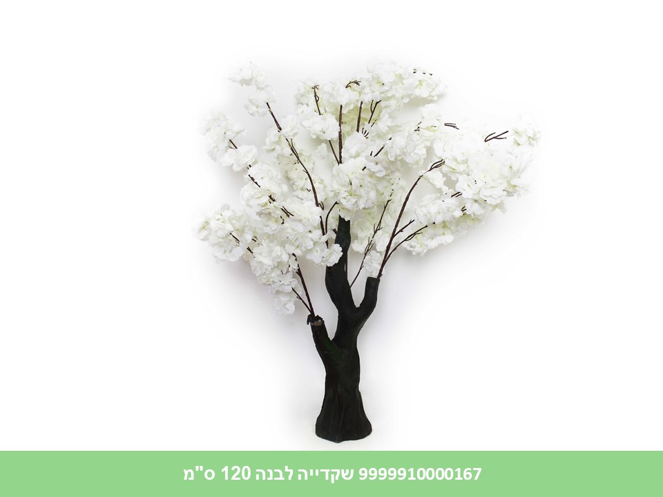 עץ שקדייה לבנה 120 ס"מ