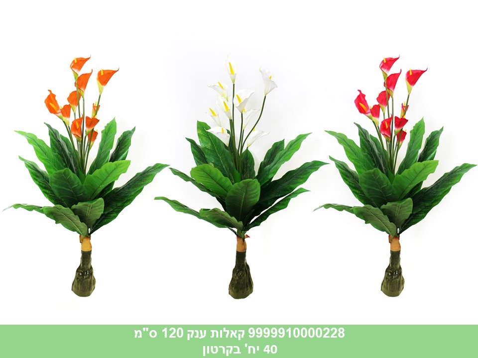 קאלות ענק 120 ס"מ