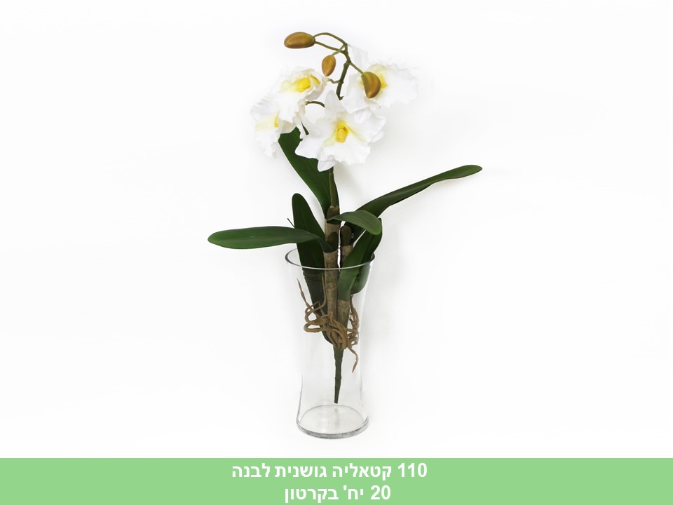 קטאליה גושונית לבנה 65 ס"מ