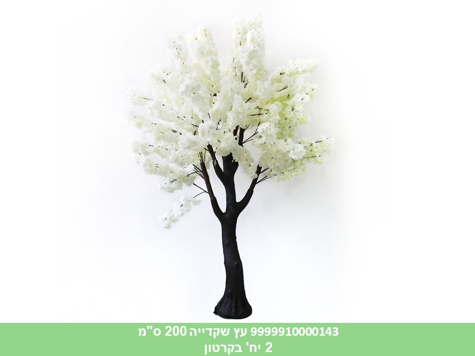 עץ שקדייה 200 ס"מ