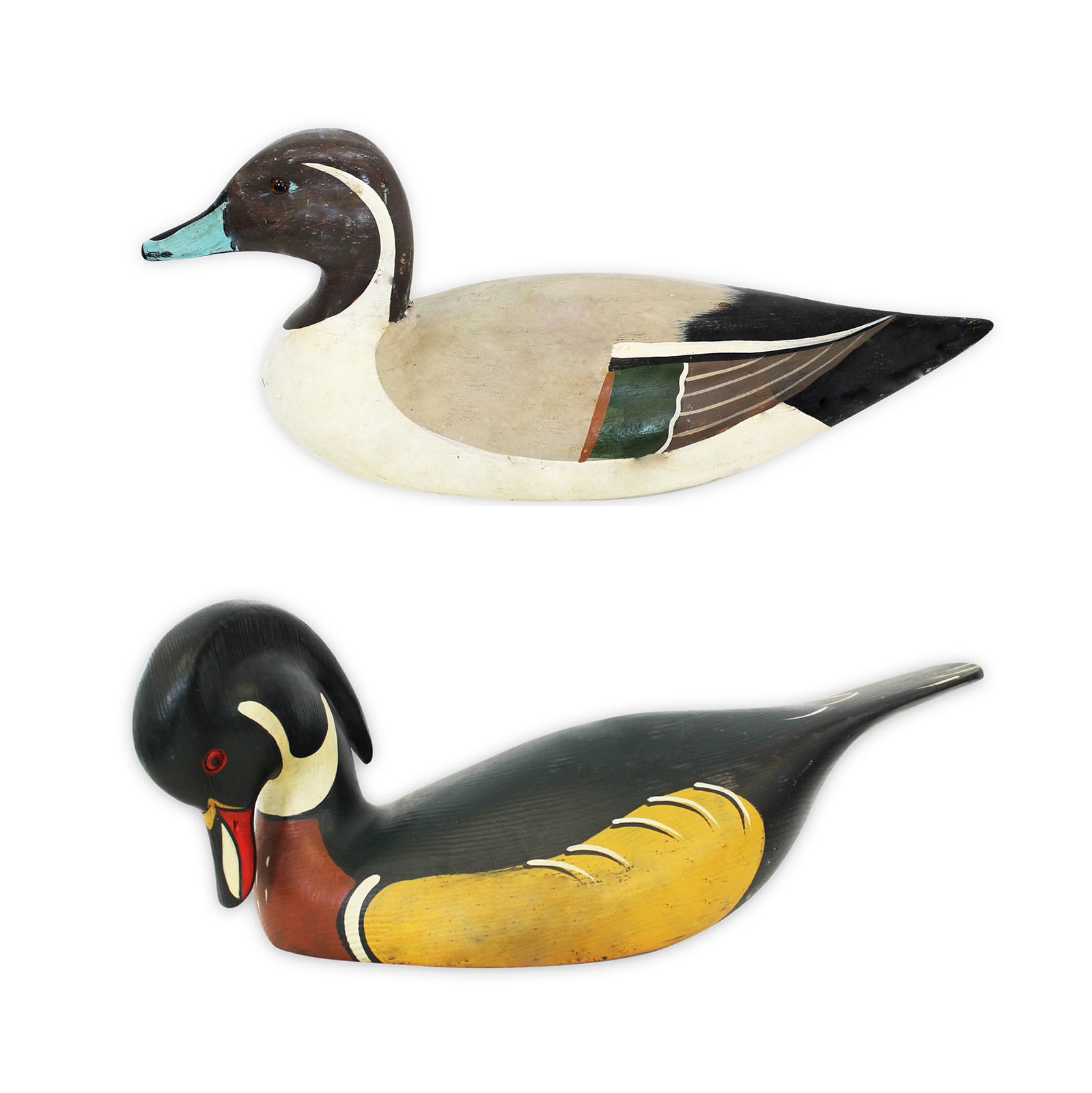 ברווז ענק גודל 23-33