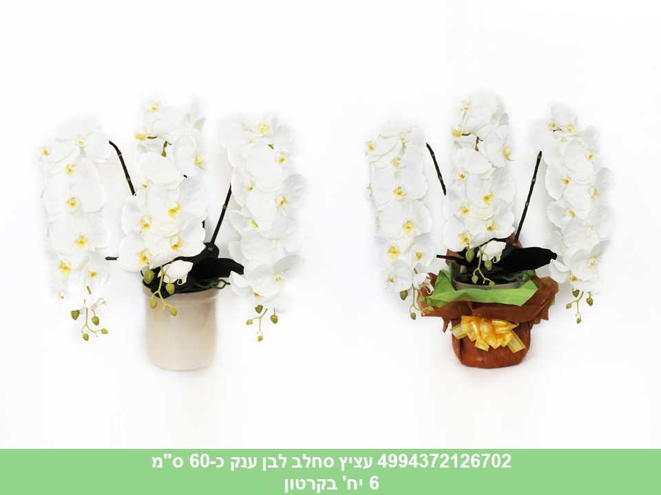 עציץ סחלב ענק לבן כ 60 ס"מ (6)