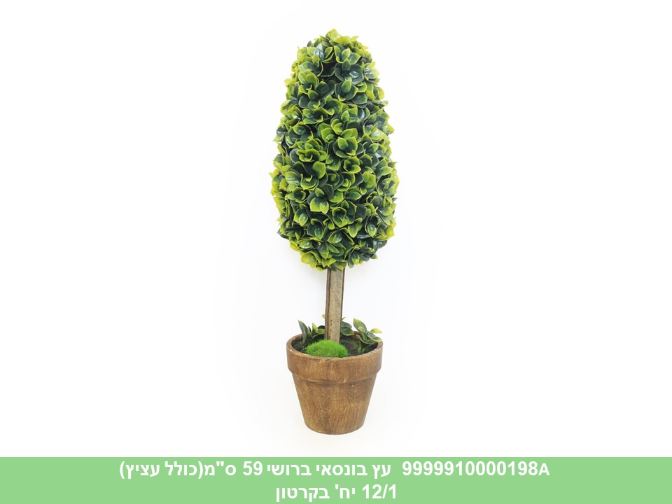 עץ בונסאי ברושי 59 ס"מ