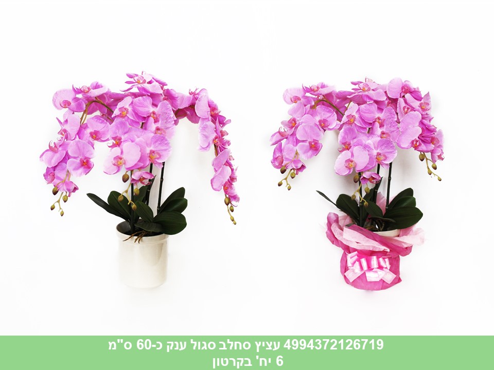 עציץ סחלב ענק סגול כ 60 ס"מ