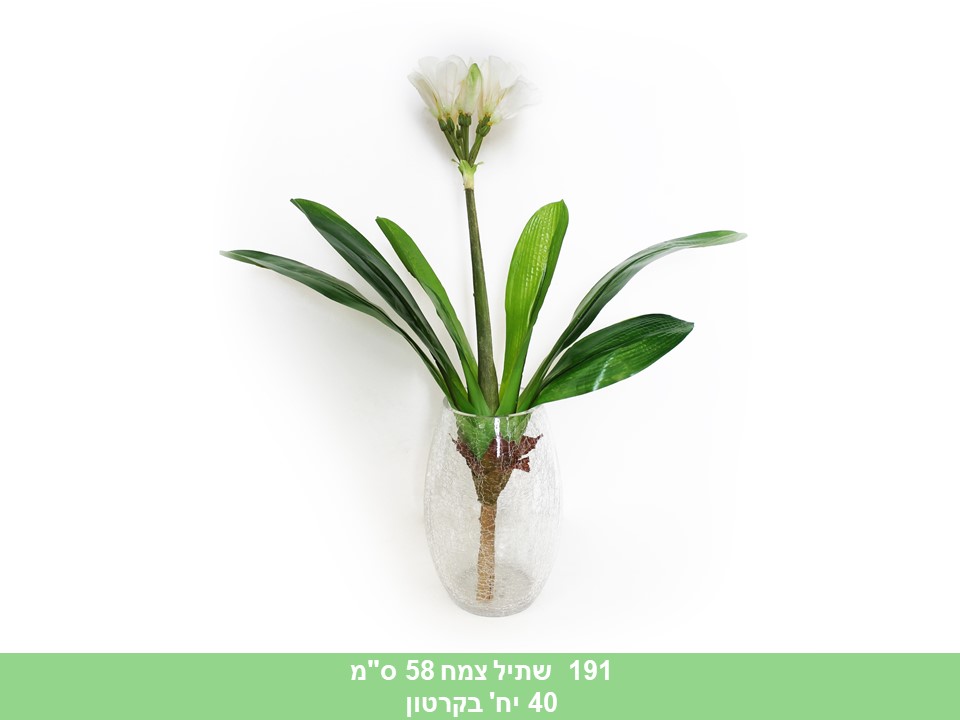 שתיל צמח 58 ס"מ