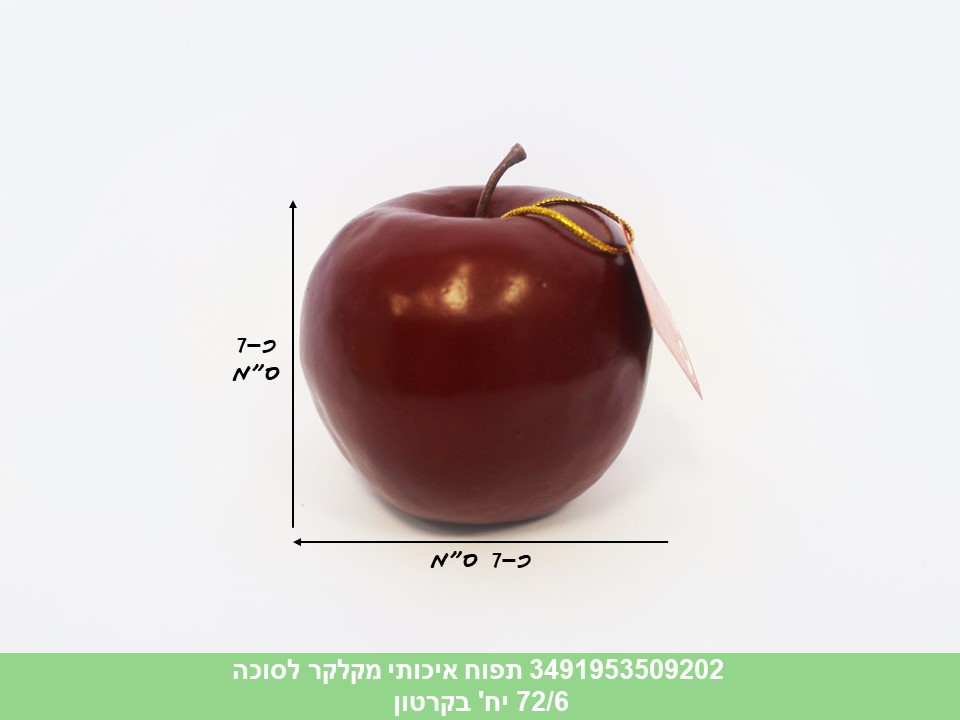 תפוח איכותי מקלקר לסוכה (72/6)