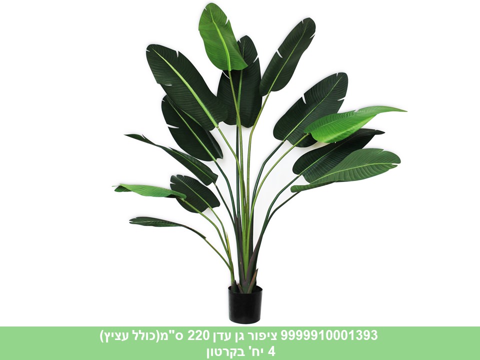 ציפור גן עדן 220 ס"מ