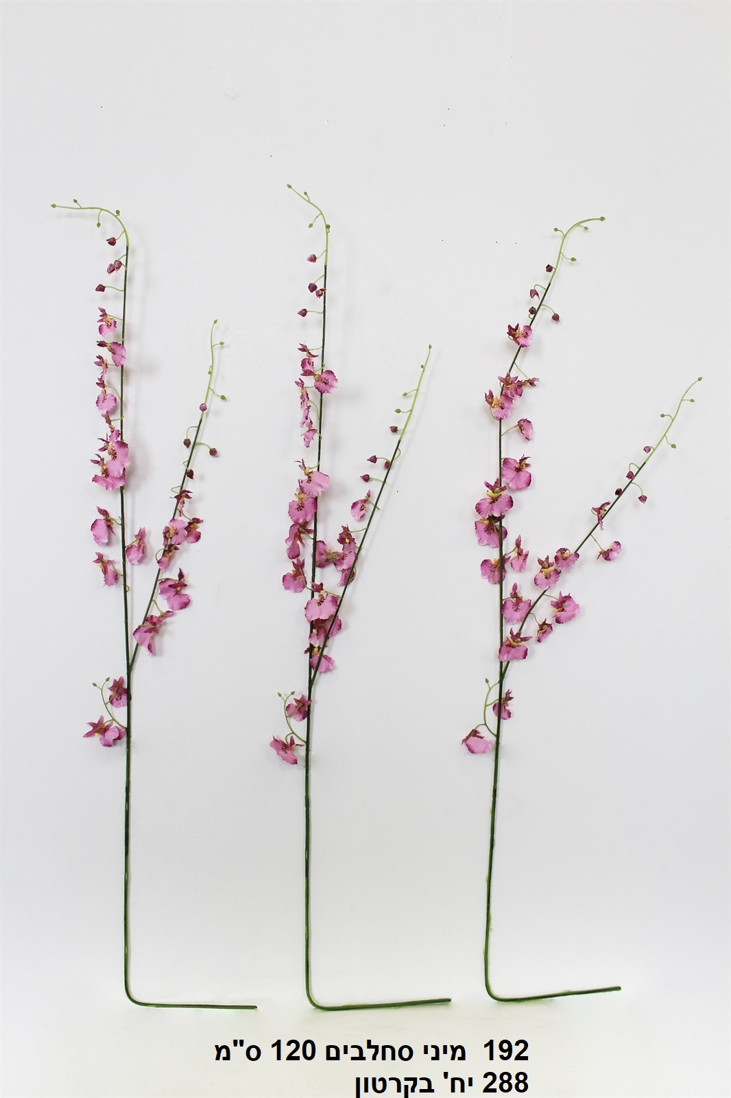 מיני סחלבים 120 ס"מ (288)