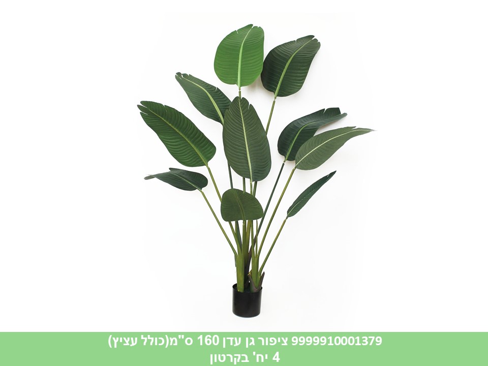 ציפור גן עדן 160 ס"מ