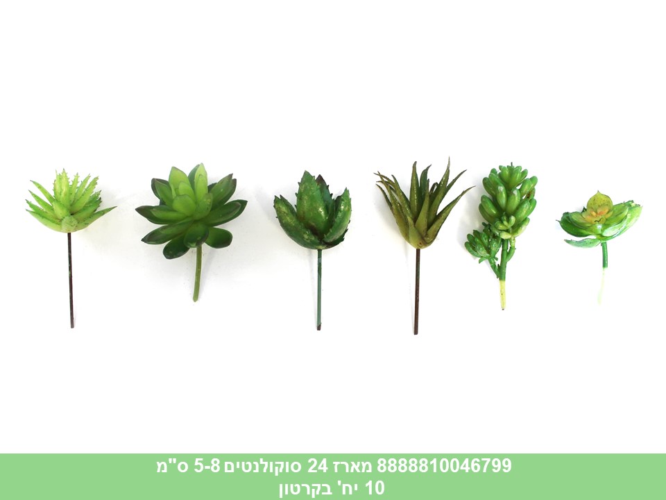 מארז 24 סוקולנטים 5-8 ס"מ