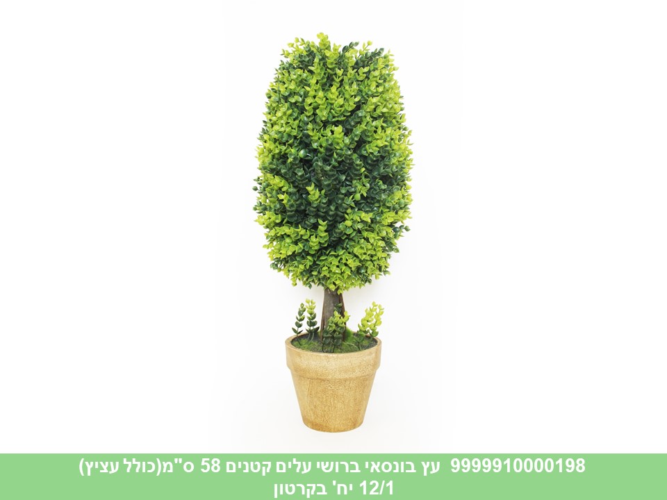 עץ בונסאי ברושי עלים קטנים 58 ס"מ