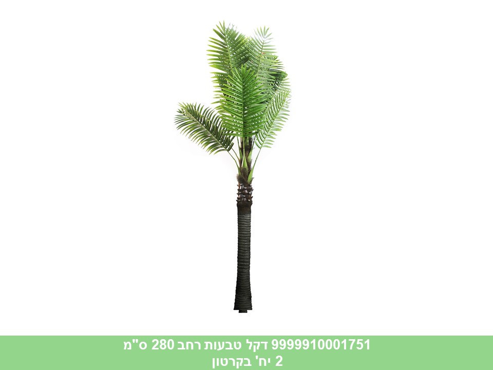 עץ דקל טבעות רחב 280 ס"מ