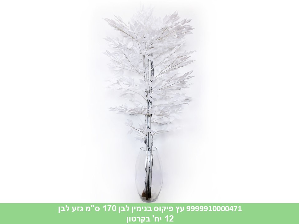 עץ פיקוס בנימין לבן 170 ס"מ גזע לבן