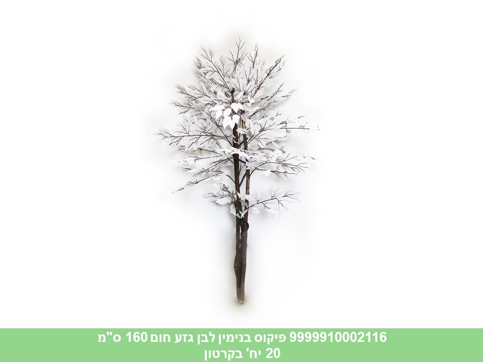 עץ פיקוס בנימין לבן גזע חום 160 ס"מ