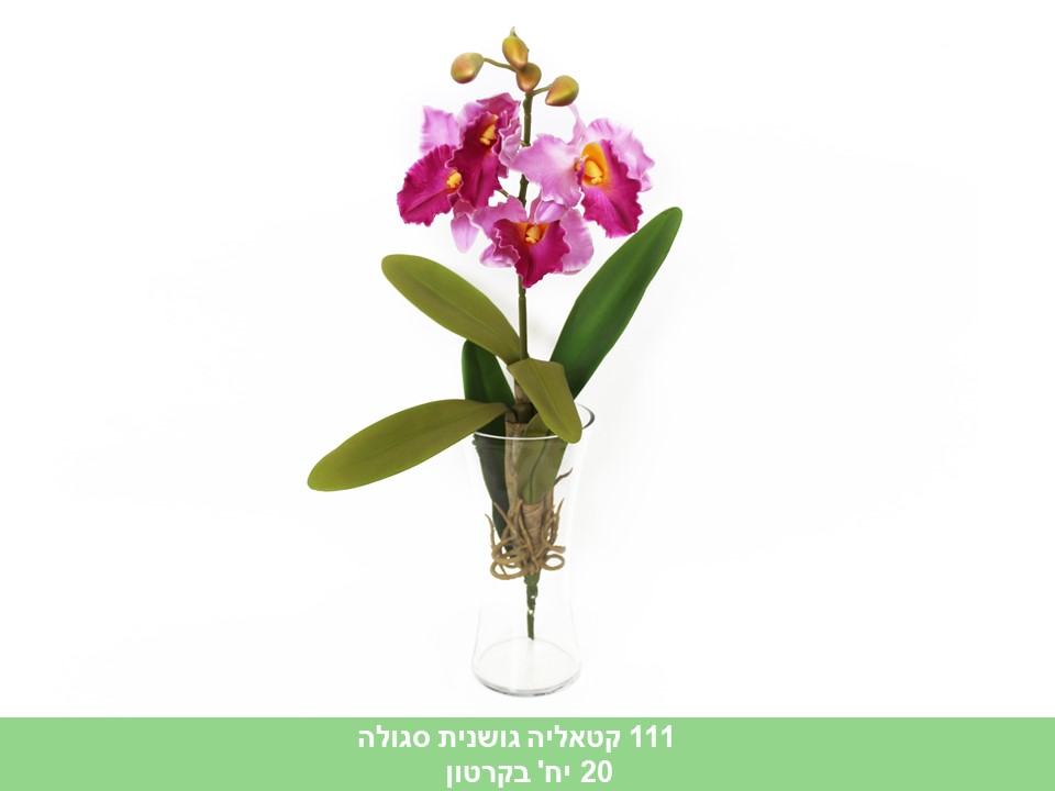 קטאליה גושונית סגולה 65 ס"מ