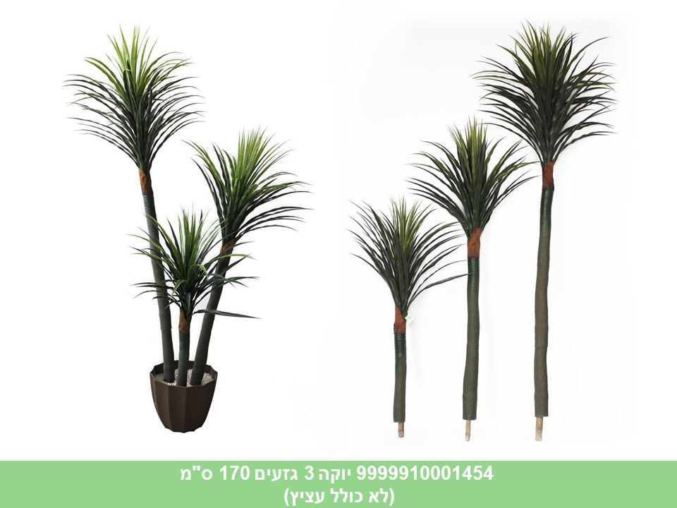 יוקה 3 גזעים 170 ס"מ