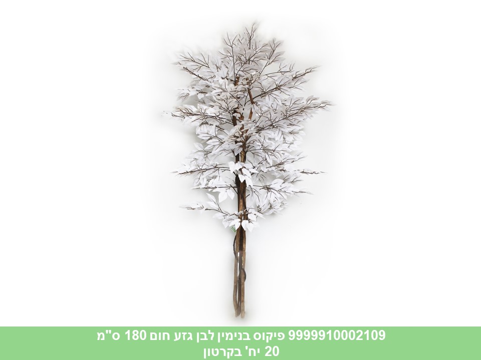 עץ פיקוס בנימין לבן גזע חום 180 ס"מ