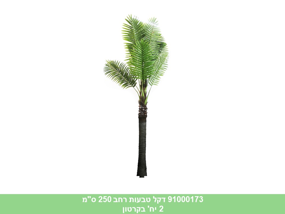 עץ דקל טבעות רחב 250 ס"מ