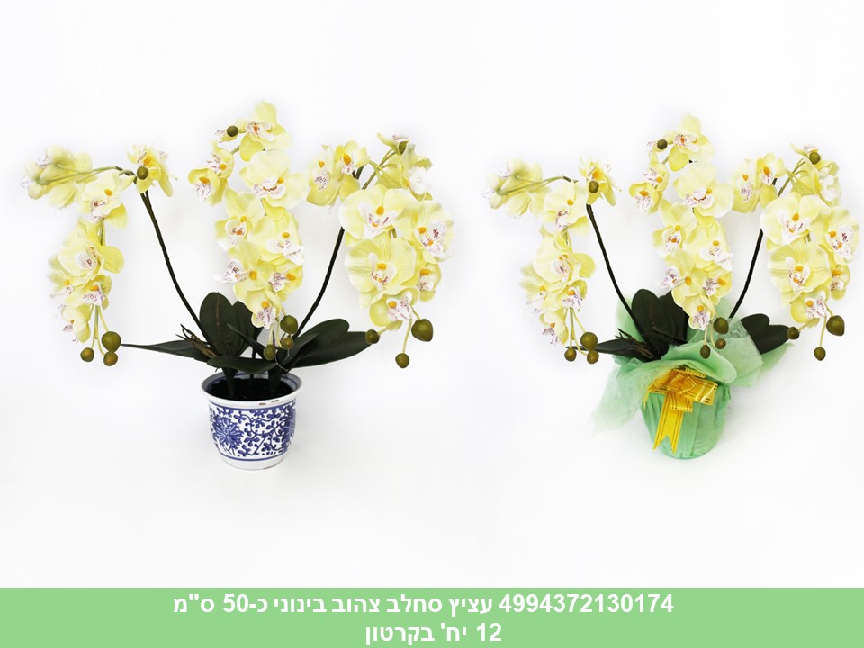 עציץ סחלב בינוני צהוב כ 50 ס"מ (12)