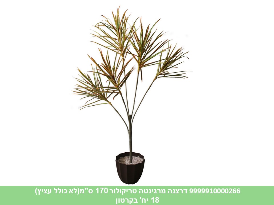 דרצנה מרגינטה טריקולור 170 ס"מ (18)