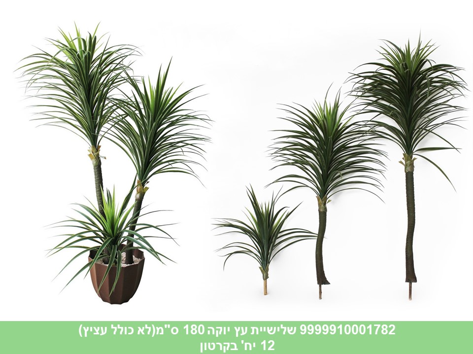 שלישיית עץ יוקה 180 ס"מ