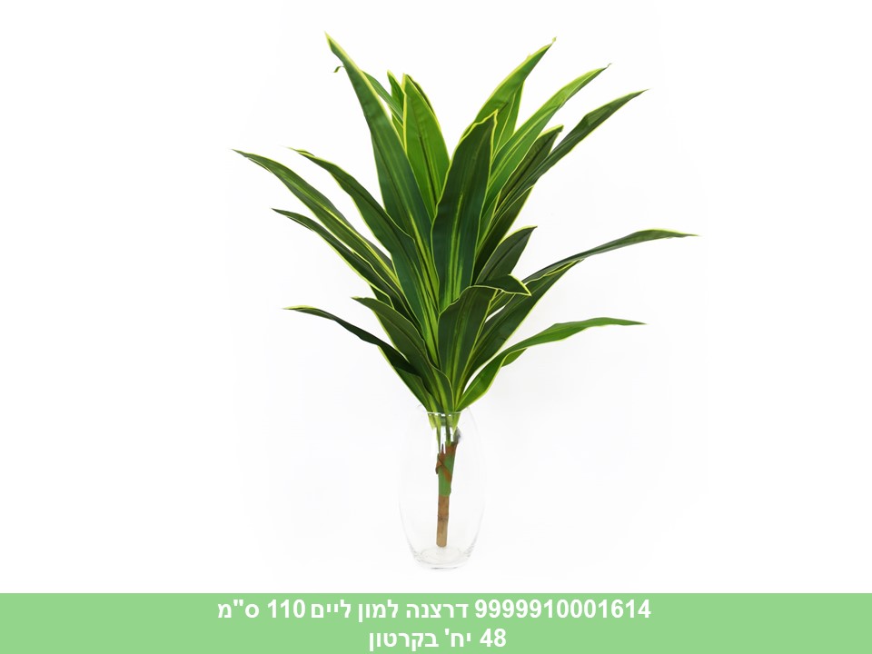 דרצנה למון ליים 110 ס"מ
