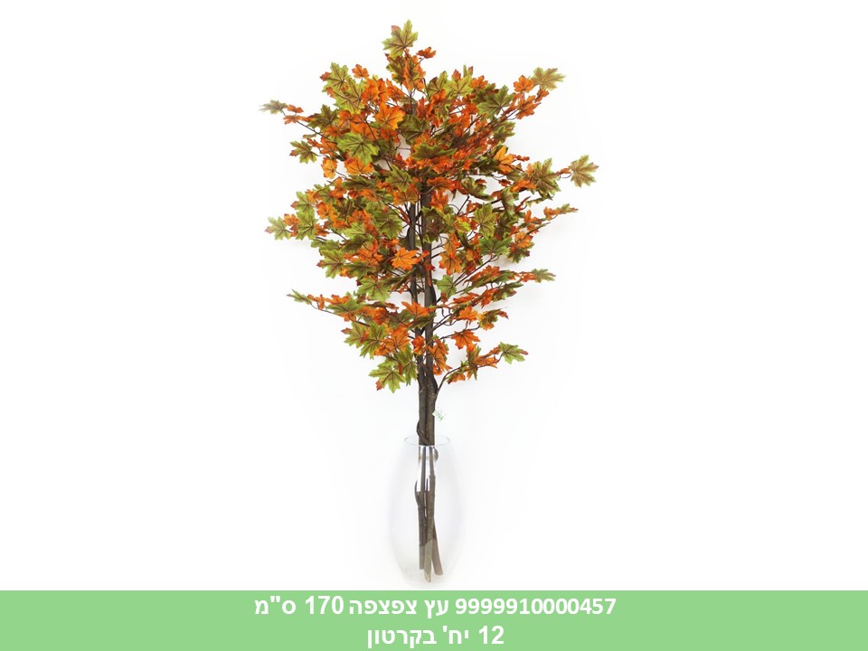 עץ צפצפה 170 ס"מ
