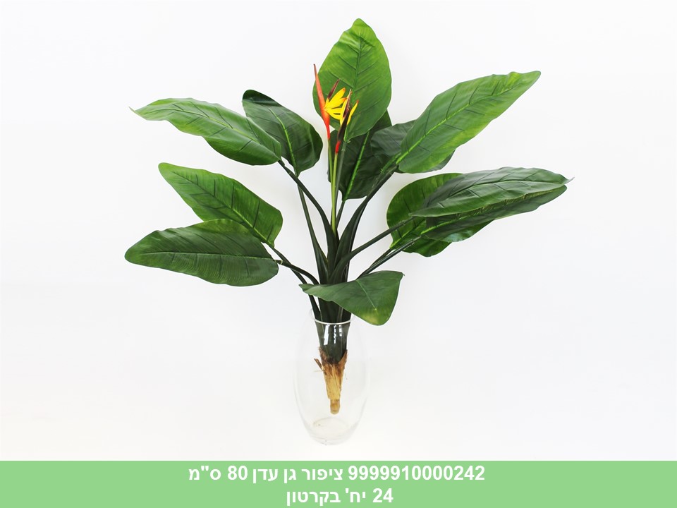 ציפור גן עדן 80 ס"מ