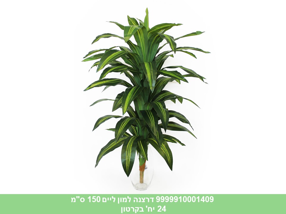 דרצנה למון ליים 150 ס"מ
