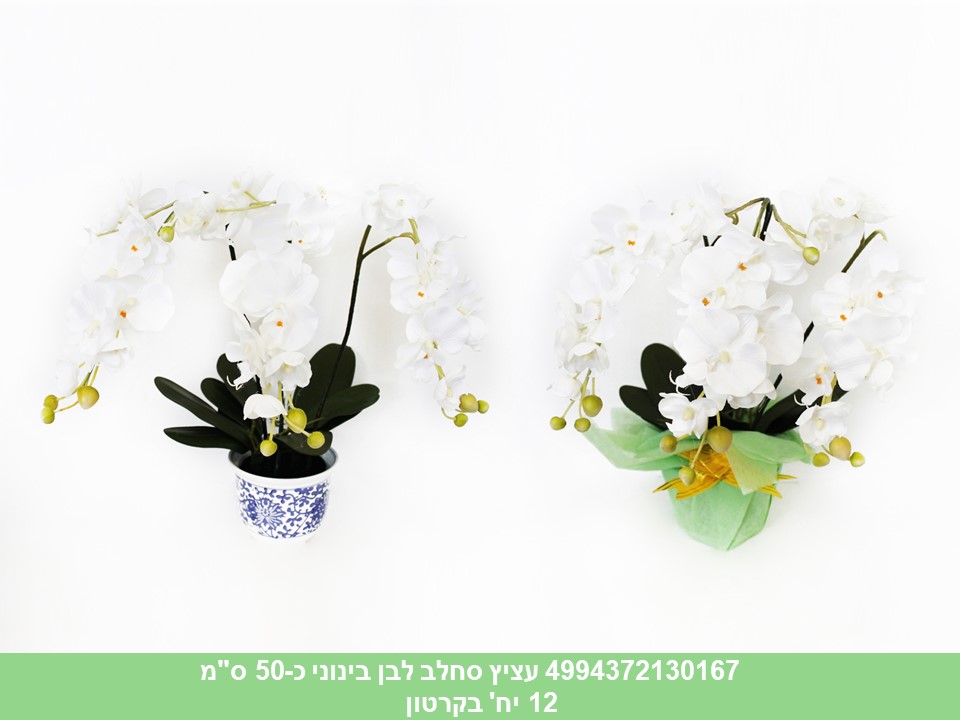 עציץ סחלב בינוני לבן כ 50 ס"מ (12)