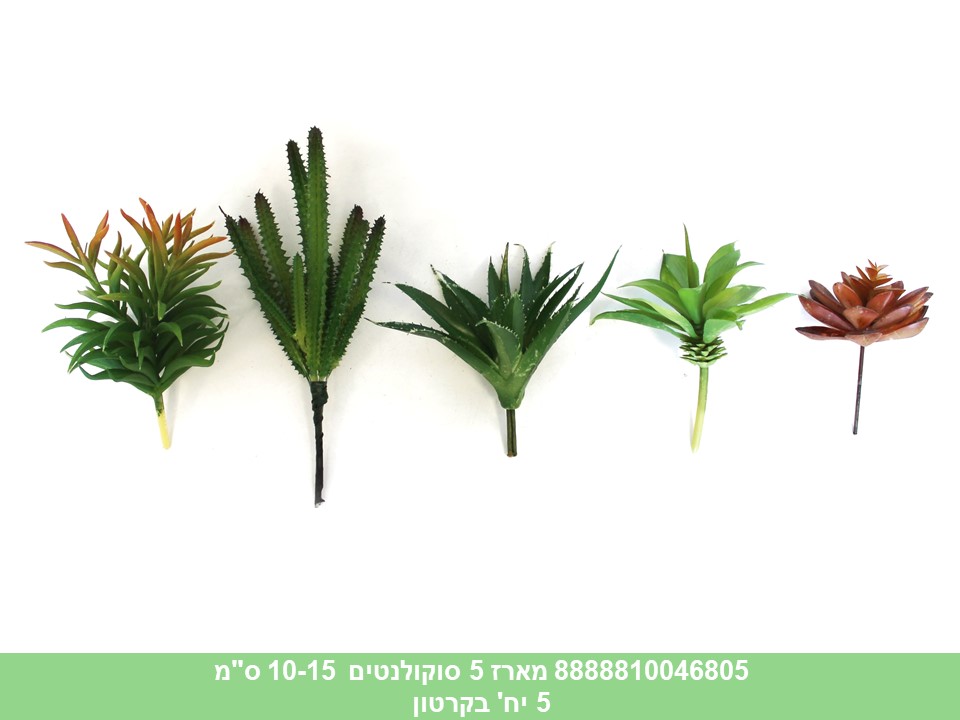 מארז 5 סוקולנטים 10-15 ס"מ