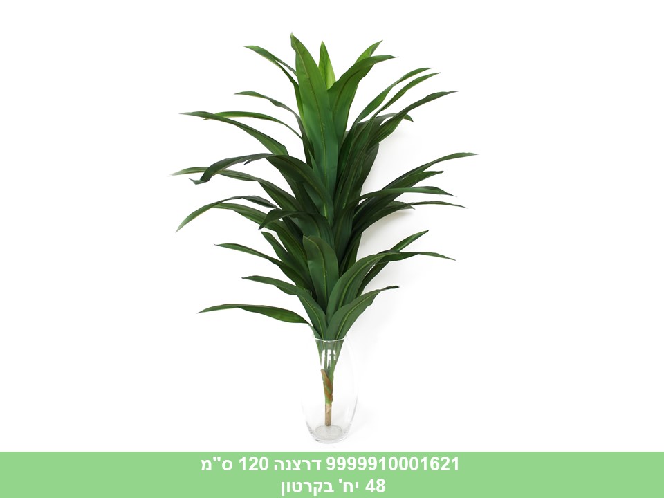 דרצנה 120 ס"מ