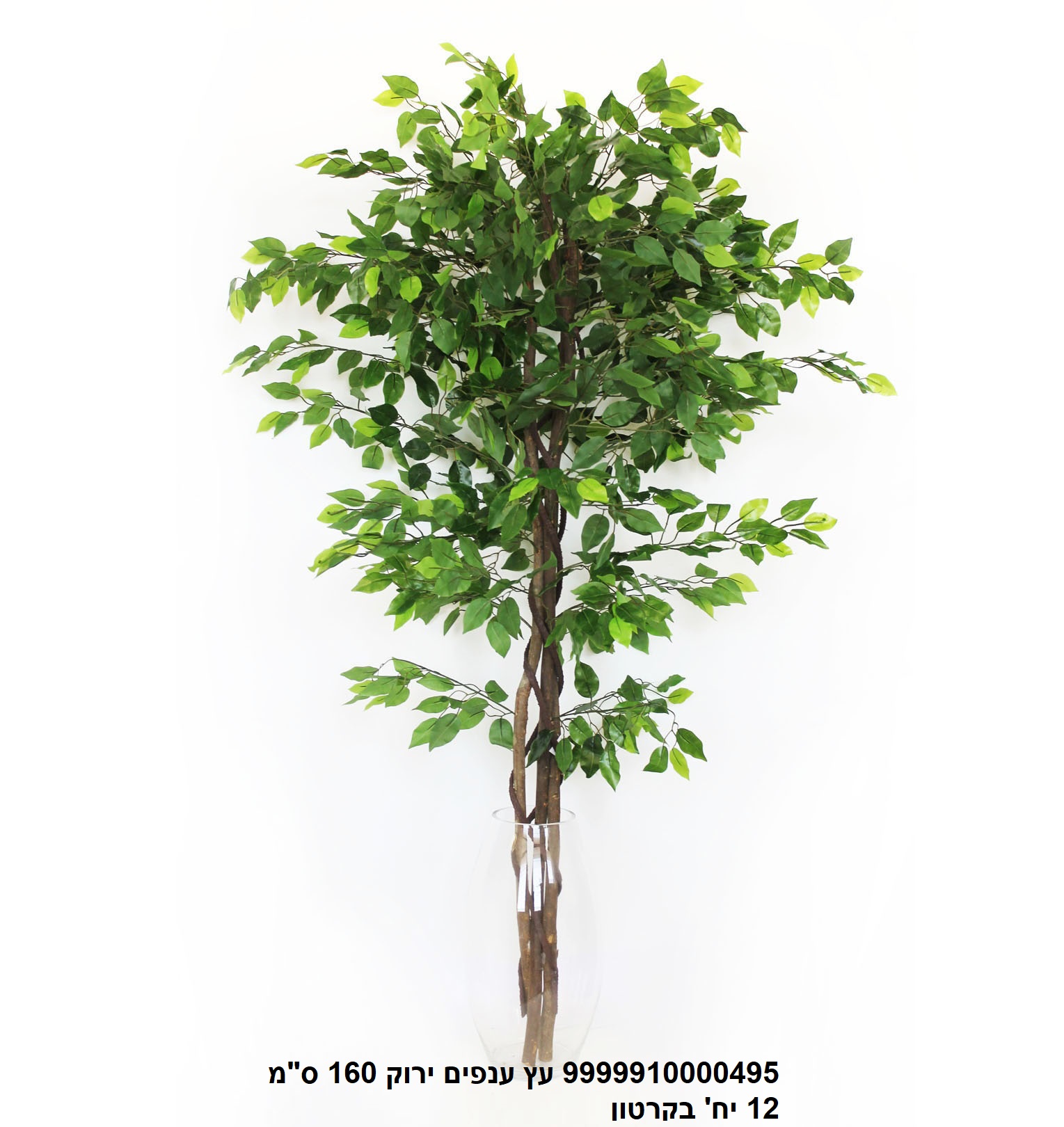 עץ פיקוס ירוק 160 ס"מ