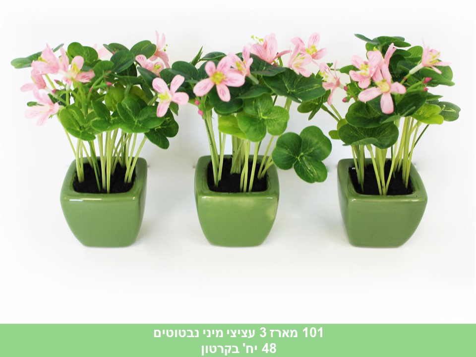 מארז 3 עציצי מיני נבטוטים