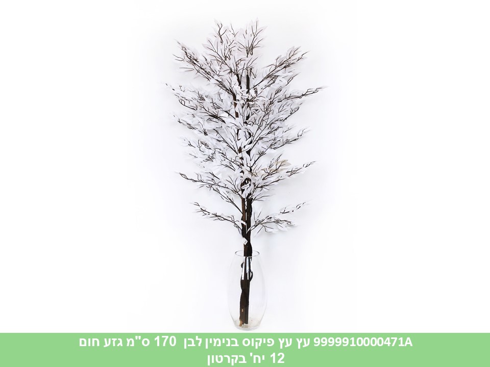 עץ פיקוס בנימין לבן 170 ס"מ גזע חום